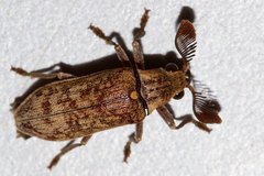 Oligorhipis bifossata