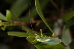 Apochrysa montrouzieri