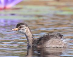 Tachybaptus pelzelnii