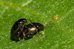 Psylliodes brettinghami