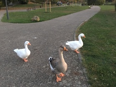 Anser anser domesticus