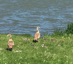 Alopochen aegyptiaca