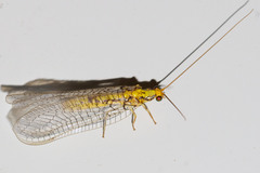 Italochrysa chloromelas