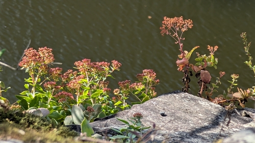 Allegheny Stonecrop (Hylotelephium telephioides)