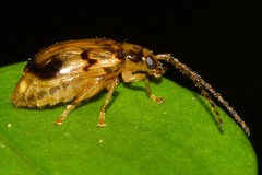 Metrioidea