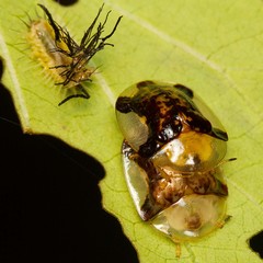 Aspidimorpha quinquefasciata