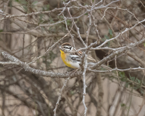 Somali Bunting (Emberiza poliopleura), photo 2