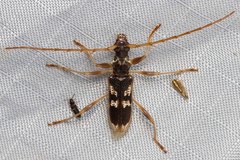Coptocercus trimaculatus