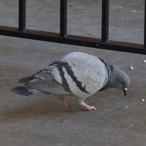 Feral Pigeon photographed in Missouri