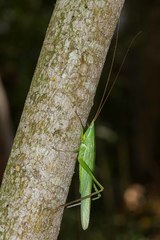 Euconocephalus australis