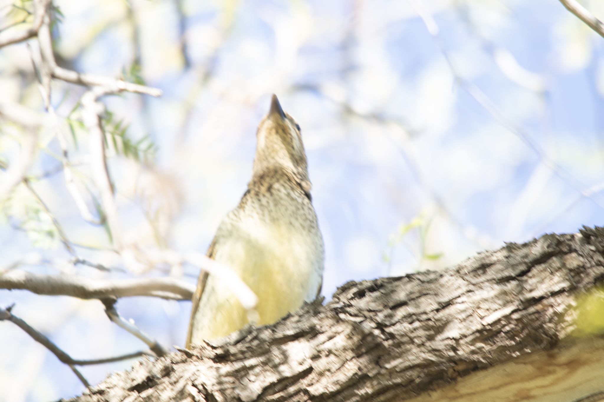 Spotted Bowerbird (Chlamydera maculata), photo 3
