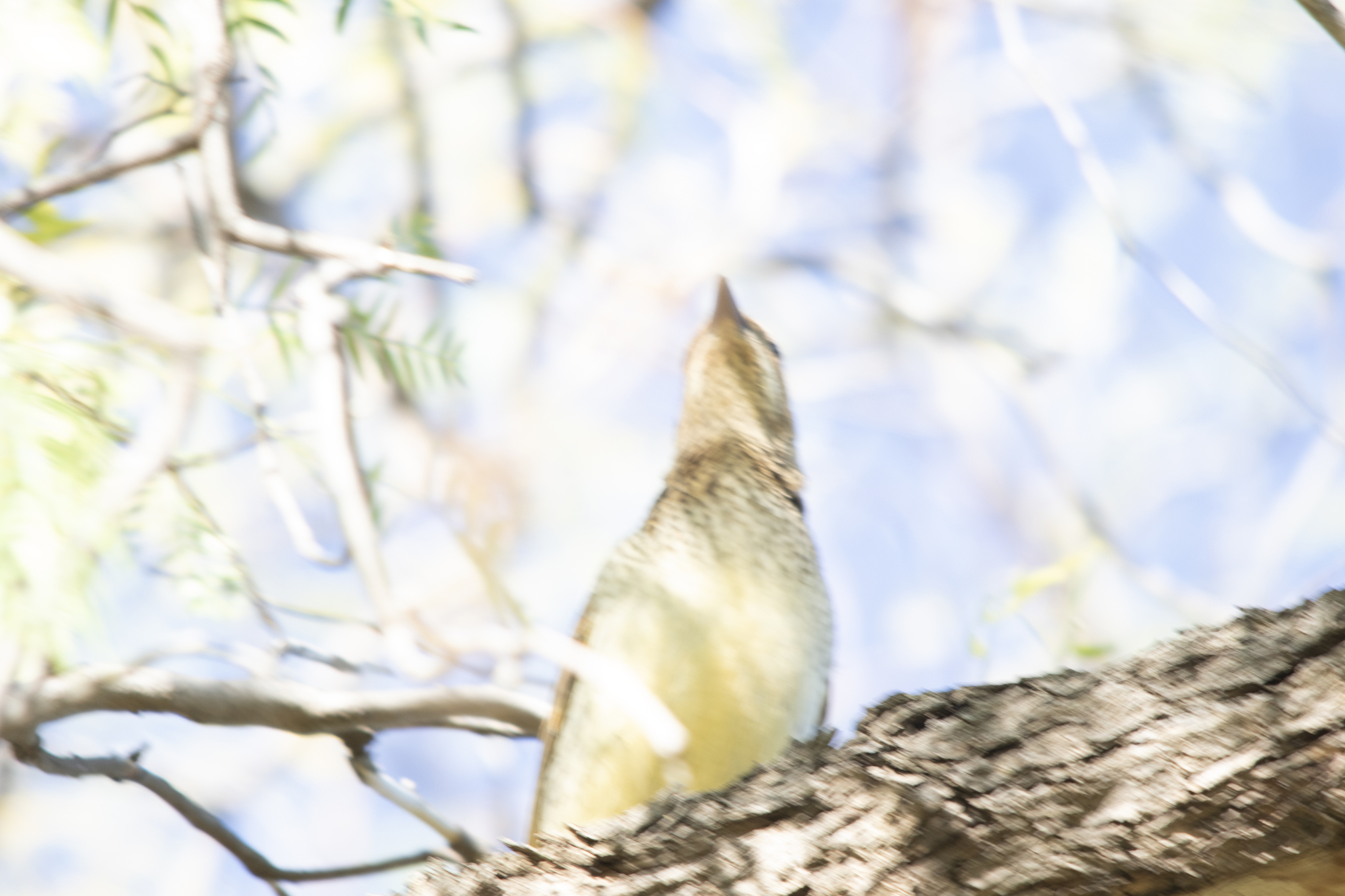 Spotted Bowerbird (Chlamydera maculata), photo 4