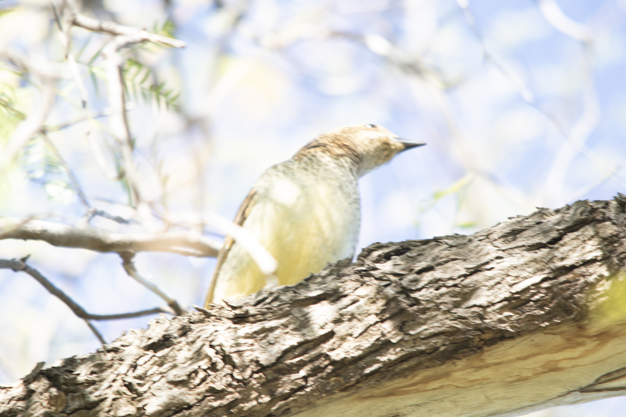 Spotted Bowerbird (Chlamydera maculata), photo 5