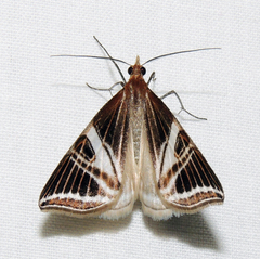Phrataria transcissata