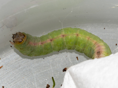 Panhyperochia ingens