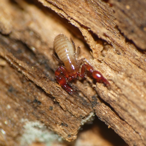 Reddish Two-eyed Chelifer