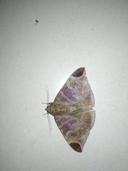 Pindara illibata