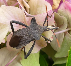 Elasmopoda