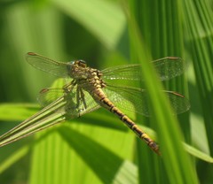 Onychogomphus supinus
