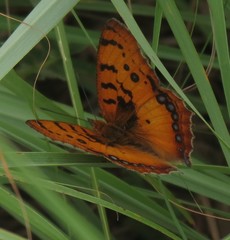 Catacroptera cloanthe cloanthe