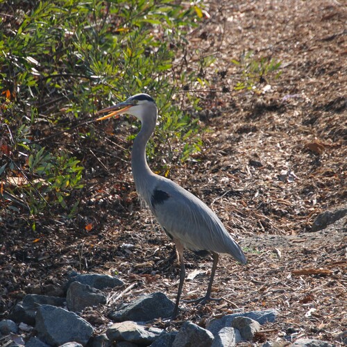 iNaturalist observation photo of Great Blue Heron