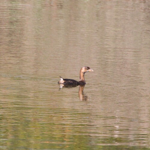 iNaturalist observation photo of Pied-billed Grebe
