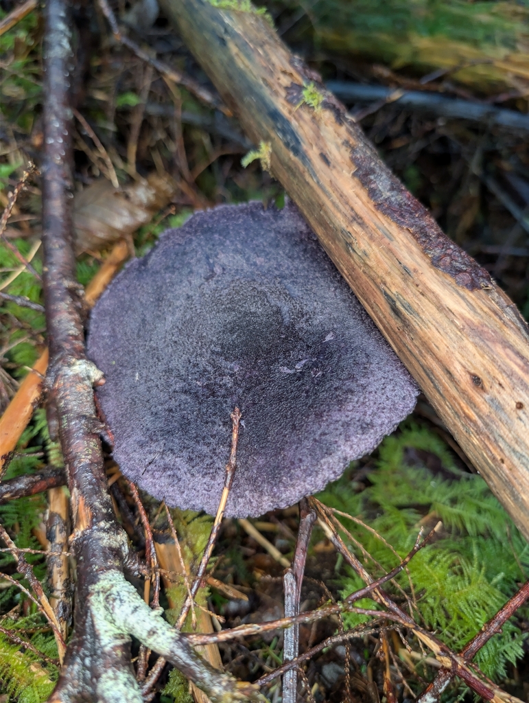 Cortinarius violaceus · November 2025 · photo: © moemeikle (iNaturalist, cc-by)