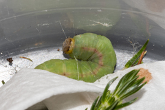 Panhyperochia ingens