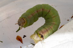 Panhyperochia ingens