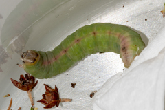 Panhyperochia ingens