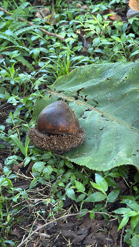 Chicalaba (Quercus insignis)