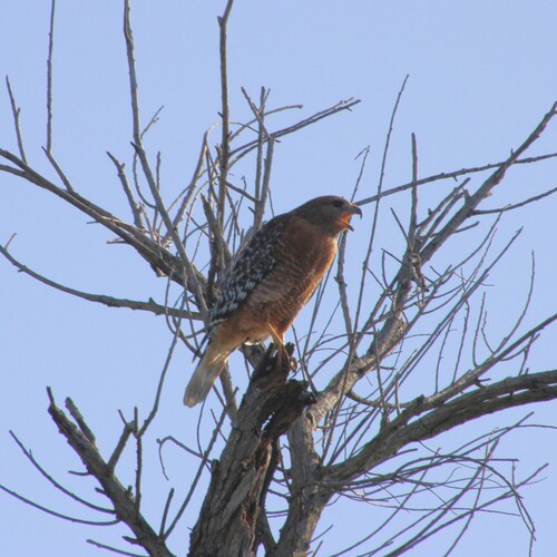 iNaturalist observation photo of Red-shouldered Hawk