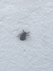 Neolochmaea dilatipennis