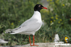 Mediterranean Gull - Photo (c) Ján Svetlík, some rights reserved (CC BY-NC-ND)