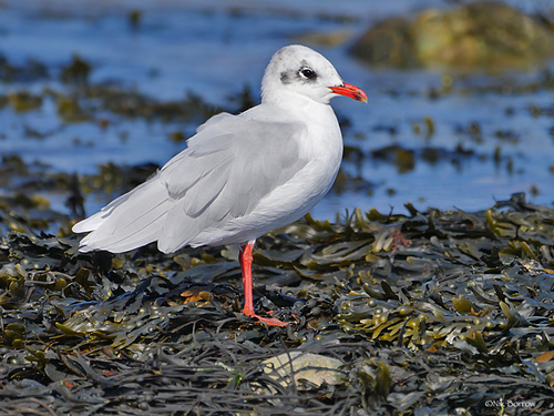 Mediterranean Gull