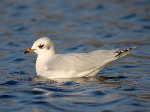 Mediterranean Gull
