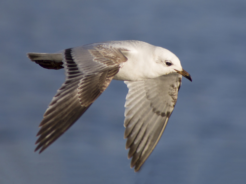 Mediterranean Gull