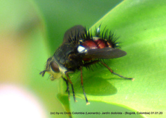 Cryptopalpus ornatus