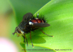 Cryptopalpus ornatus