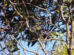 Purnella albifrons