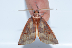 Panhyperochia ingens