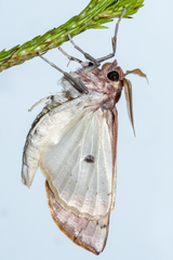 Panhyperochia ingens