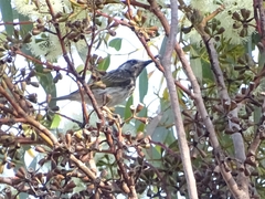 Purnella albifrons