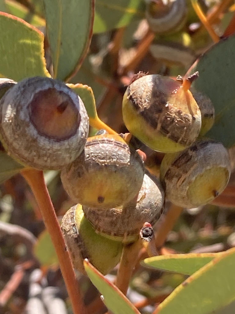Eucalyptus oldfieldii F.Muell.