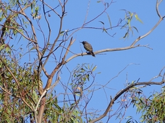 Purnella albifrons