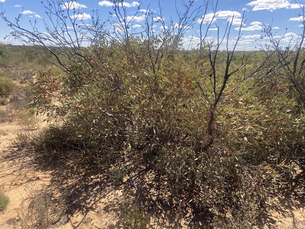 Eucalyptus oldfieldii F.Muell. 2