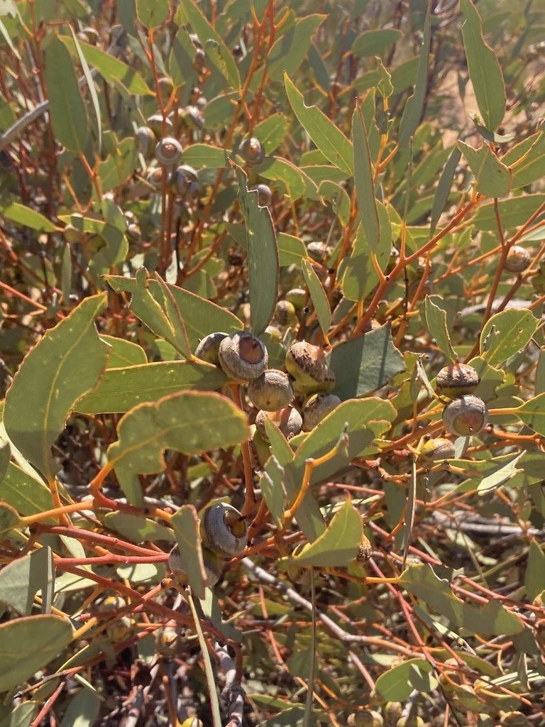 Eucalyptus oldfieldii F.Muell. 3