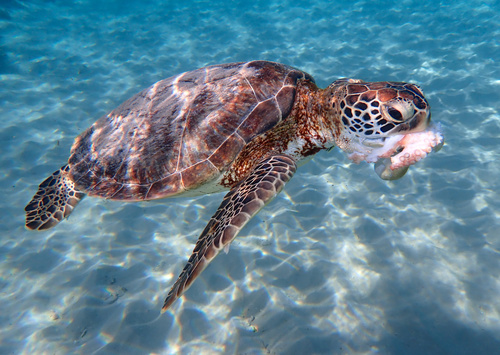 Green Sea Turtle
