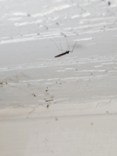 Unknown species found near Champaign County, US-IL, US