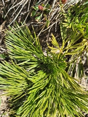 Aciphylla glacialis